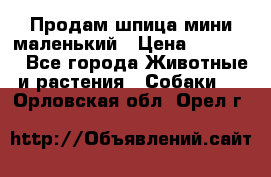 Продам шпица мини маленький › Цена ­ 15 000 - Все города Животные и растения » Собаки   . Орловская обл.,Орел г.